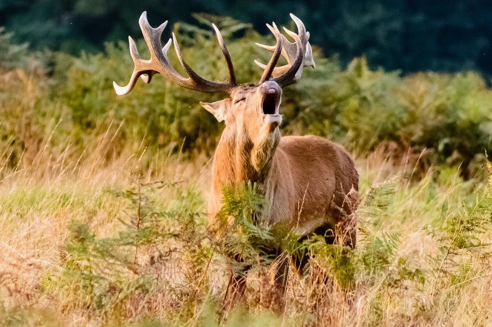Exploring the Spiritual Attributes of the Stag
