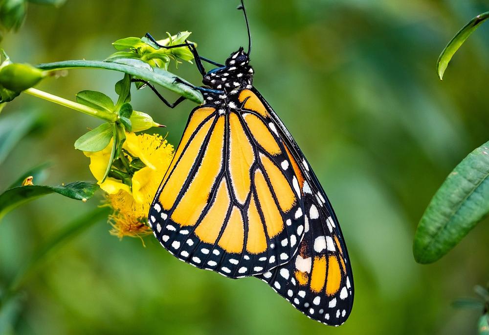 The Powerful Symbolism of Monarch Butterflies' Metamorphosis and Renewal