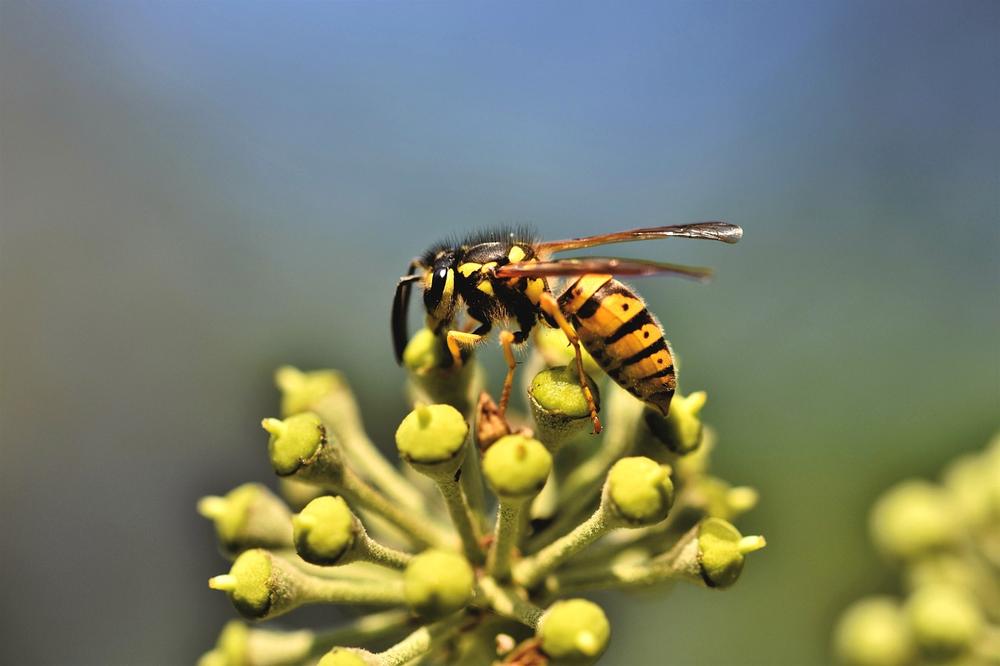 Embracing the Lesson of Resilience and Persistence From Female Wasp Societies