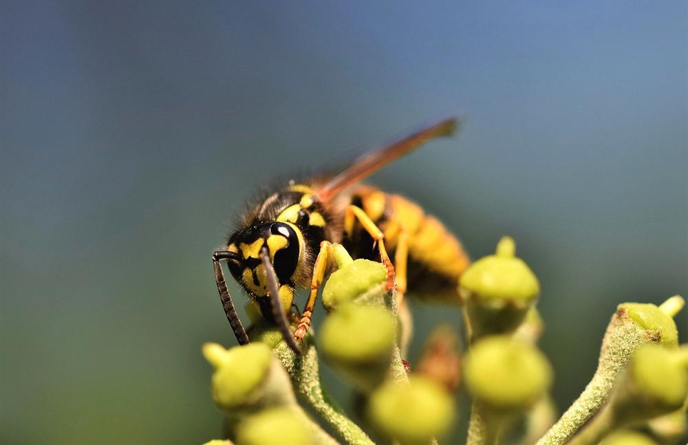 What Does It Mean to See a Wasp in Your House?