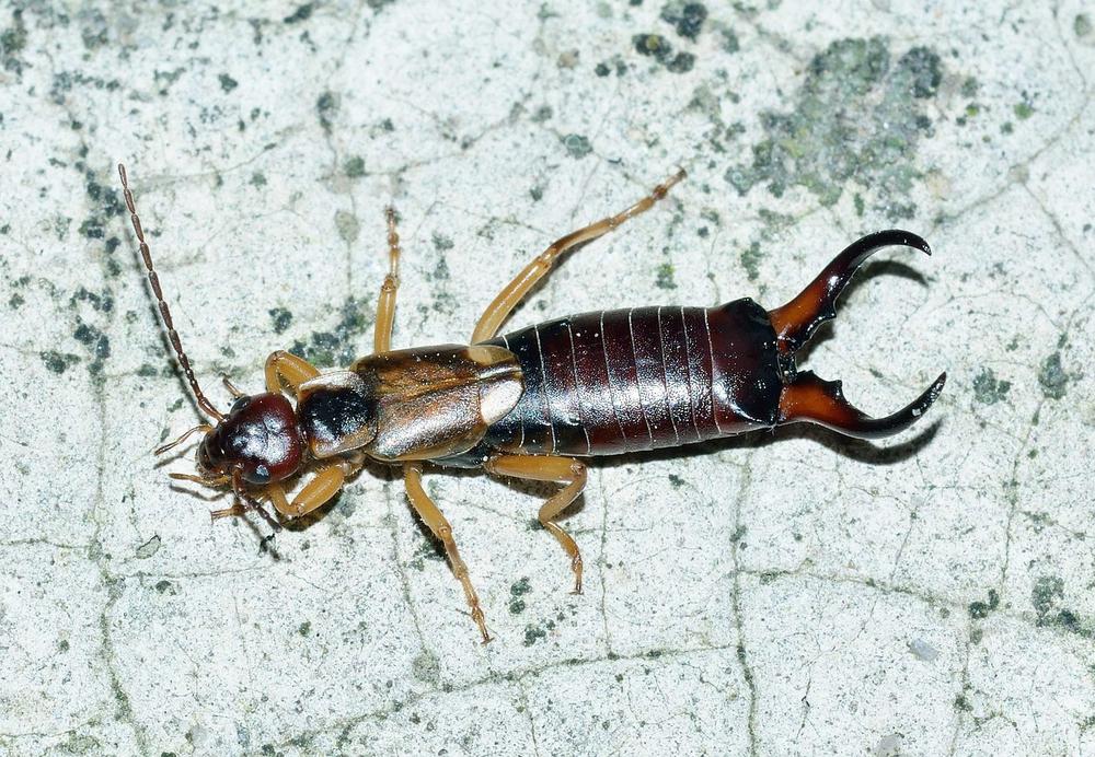 The Role of Earwigs in Nature’s Ecosystem: Lessons for Spiritual Growth