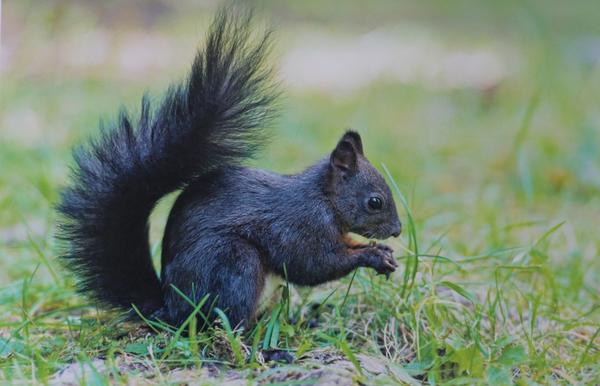 What Is the Spiritual Meaning of a Black Squirrel