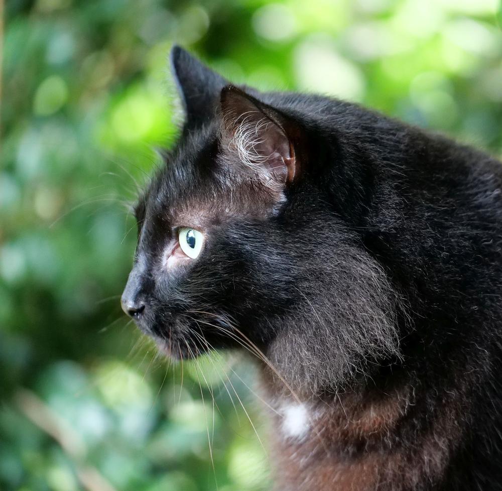 The Spiritual Meaning of Black Cats in Buddhism
