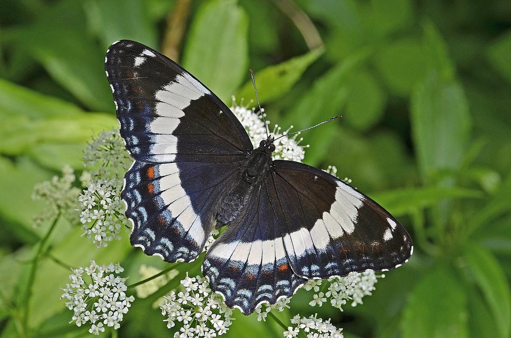 The Deep Spiritual Significance of the White Admiral Butterfly
