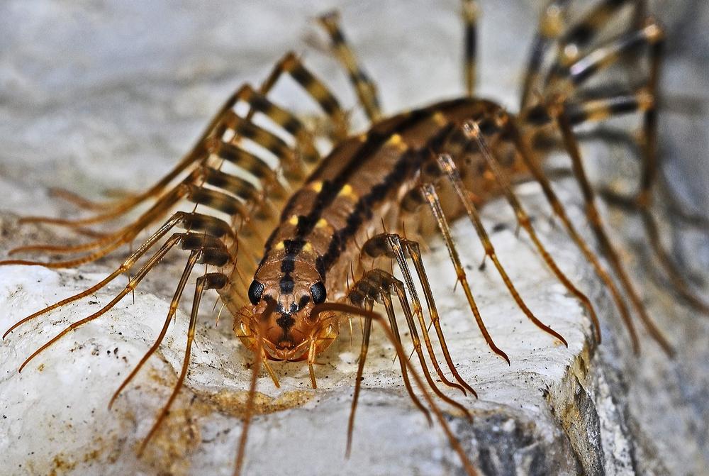 Centipede Mythology and Folklore