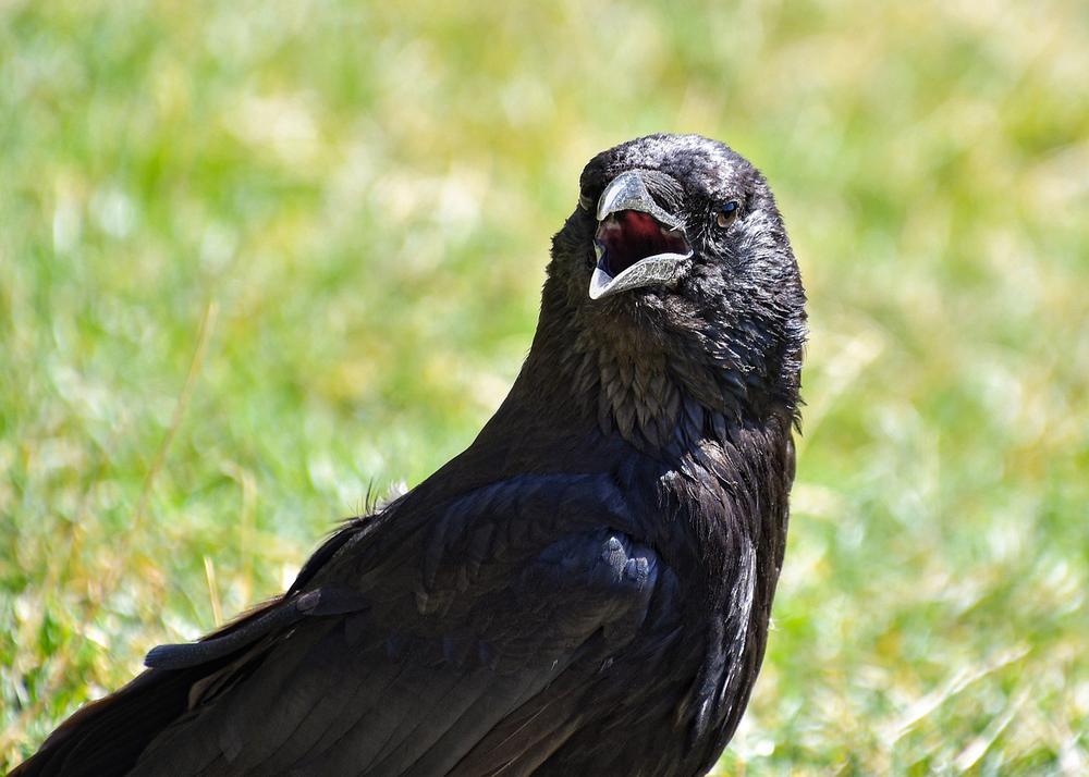 Ravens as Messengers in Myths and Folklore