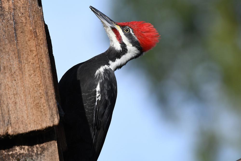 Physical Characteristics of the Pileated Woodpecker