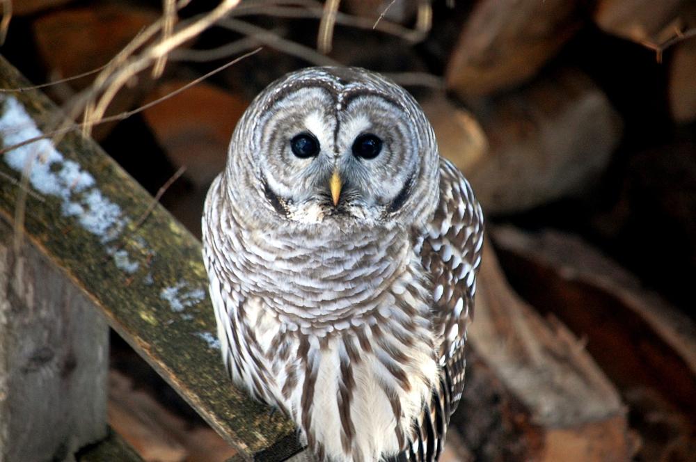 Connecting With the Wisdom of Barred Owls