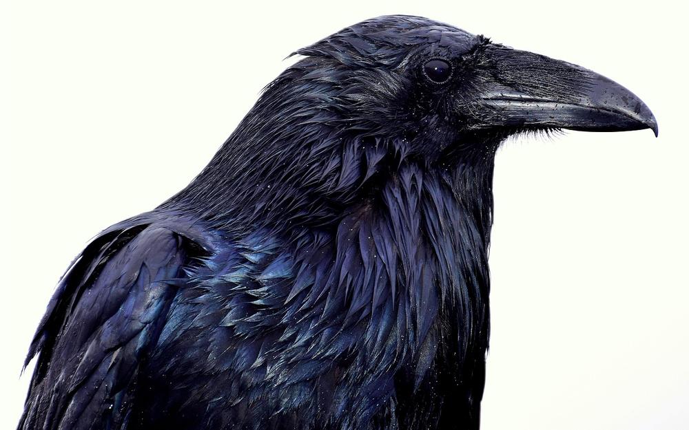 Exploring the Profound Significance of Ravens as Spiritual Mentors