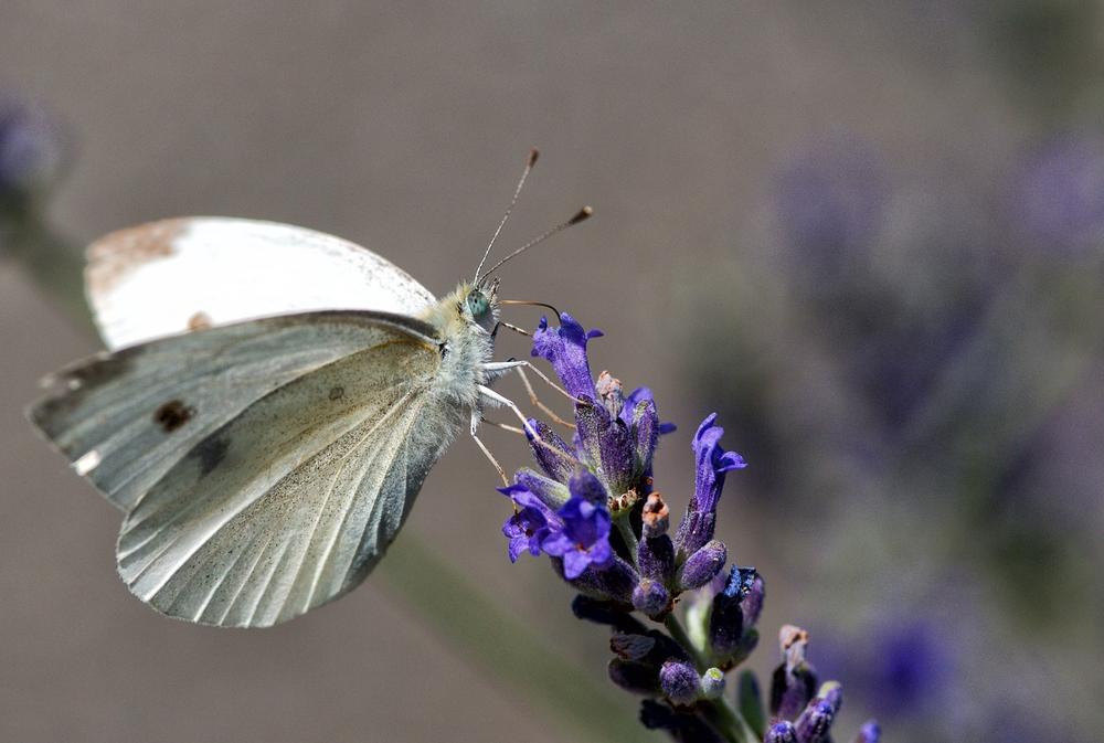 Decoding the Symbolic Messages of Butterfly Sightings