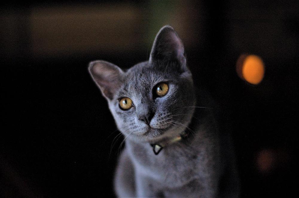 Russian Blue Cat Symbolism and Meaning