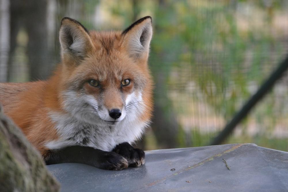 Spiritual Meaning of Fox