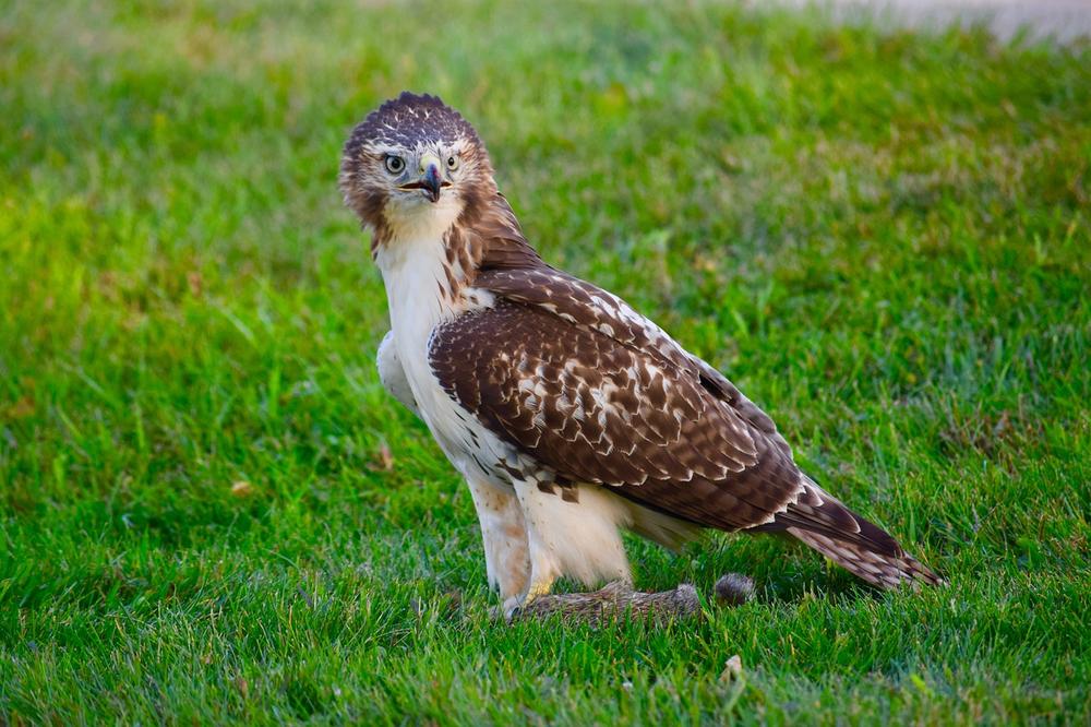 The Red-Tailed Hawk as a Spiritual Totem and Intuitive Ally