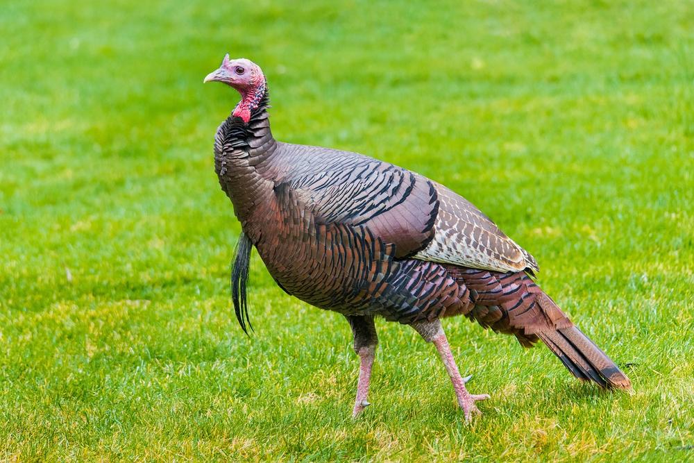 The Cultural and Historical Context of the Wild Turkey