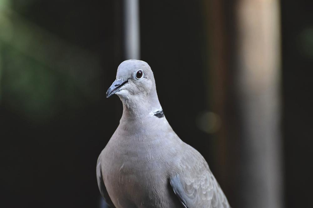 Spiritual Interpretations of Doves on Window Sills