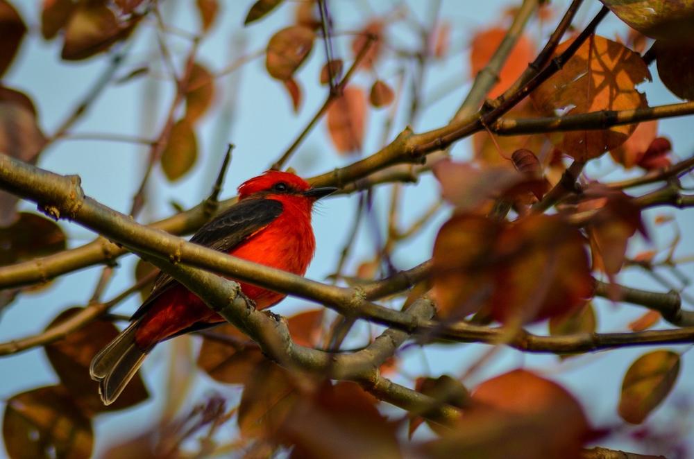 Exploring the Symbolism of Red Birds in Dreams