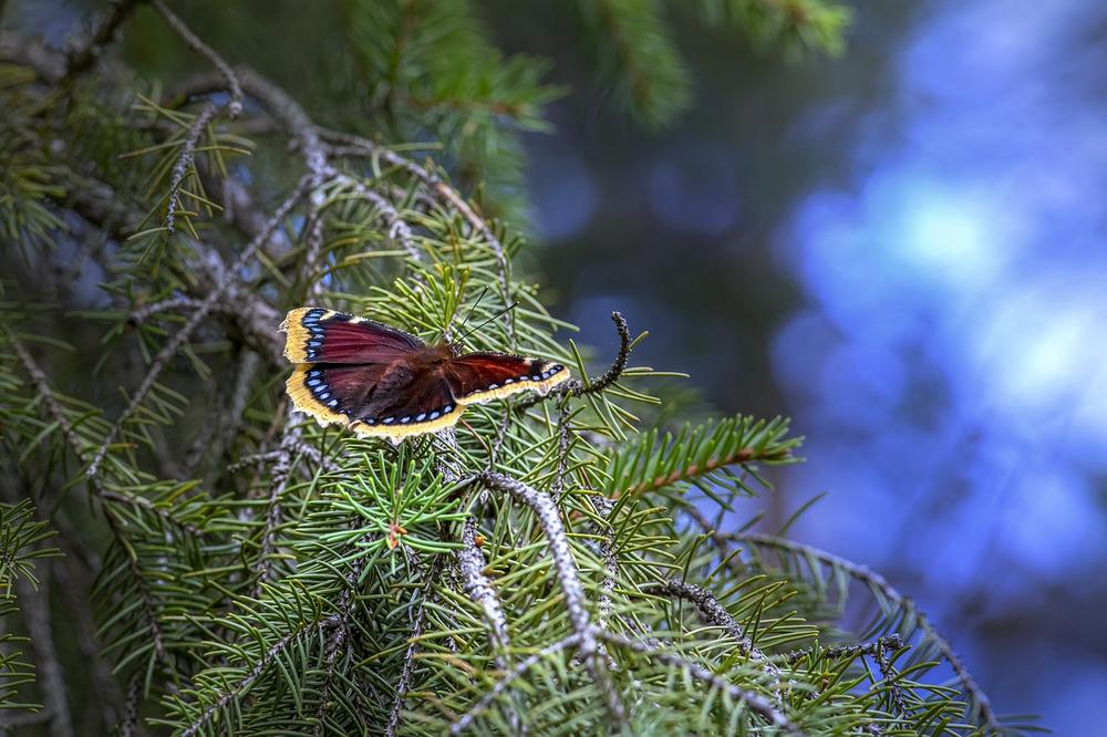 The Transformative Symbolism of Encountering a Mourning Cloak Butterfly