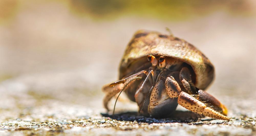 Crab Symbolism & the Sensitivity Beneath His Shield