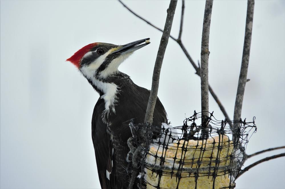 The Pileated Woodpecker's Preferred Habitat and Behavior