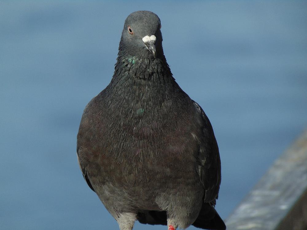 Black Dove Spiritual Meaning & Symbolism (evolution!)