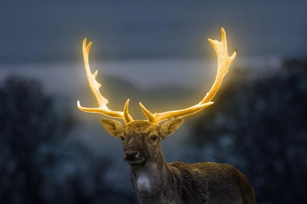 Spiritual Meaning of Deer in Dream