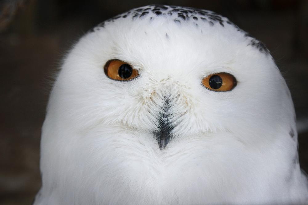 The White Owl as a Spiritual Messenger