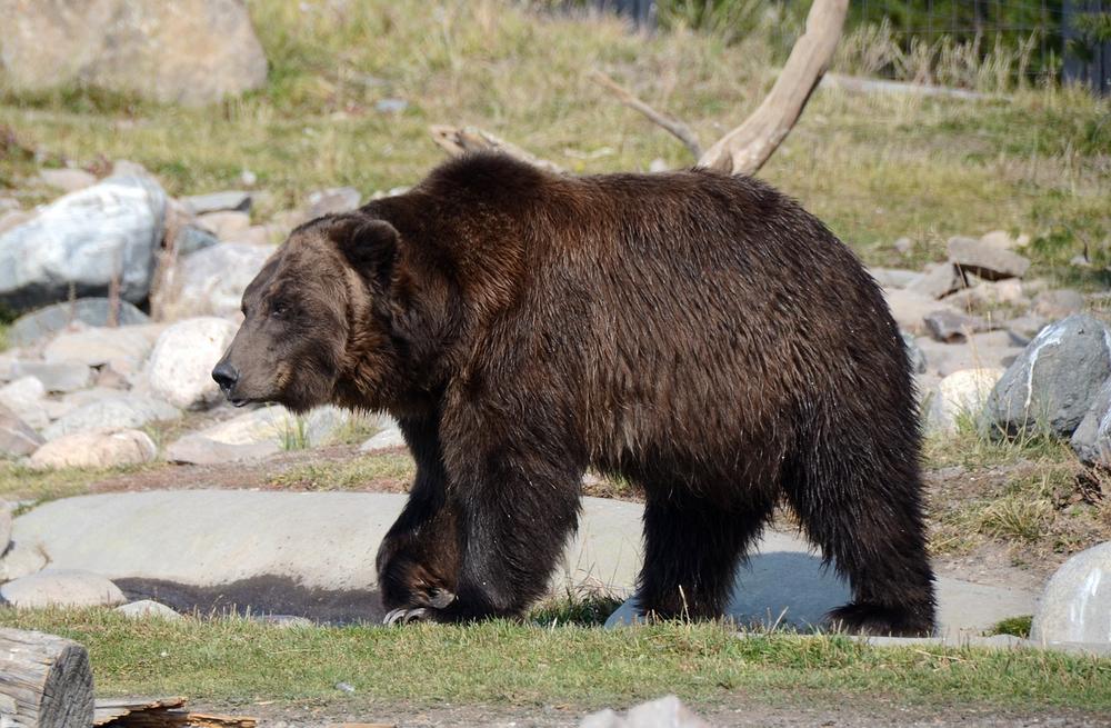 The Spiritual Message Behind Dreaming About a Black Bear