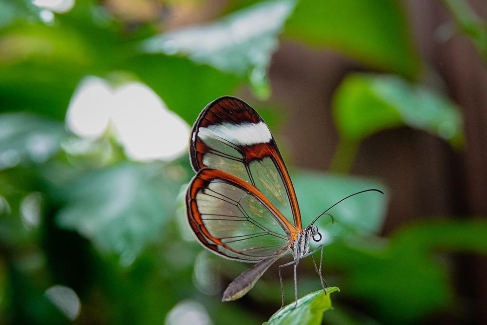 The Glasswing Butterfly: A Symbol of Transformation and Resilience