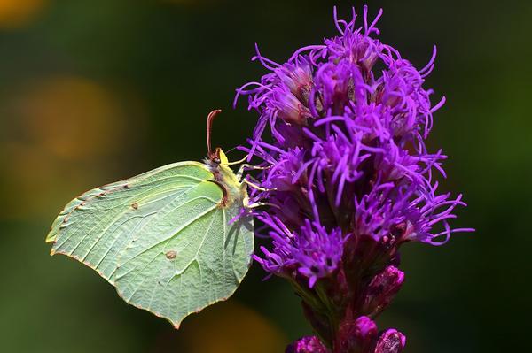 What Is the Spiritual Meaning of Brimstone? Purification!