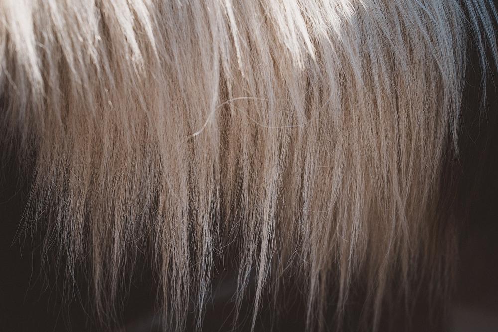 Understanding The Spiritual Meaning Of Horse Hair