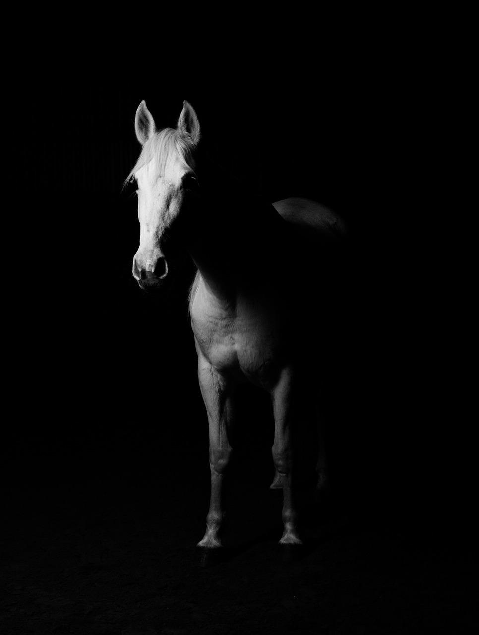 Uncovering the Mysterious Spiritual Vision of a Horse