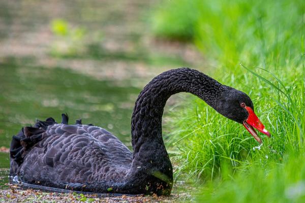What Is the Spiritual Meaning of a Black Swan