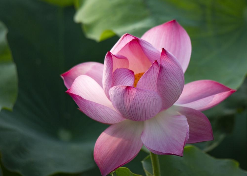 Lotus Flower Meaning in Buddhism