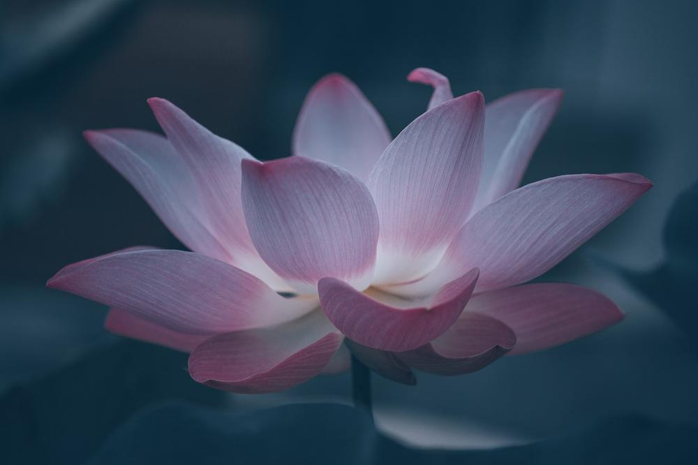 Lotus Flower Color Meanings