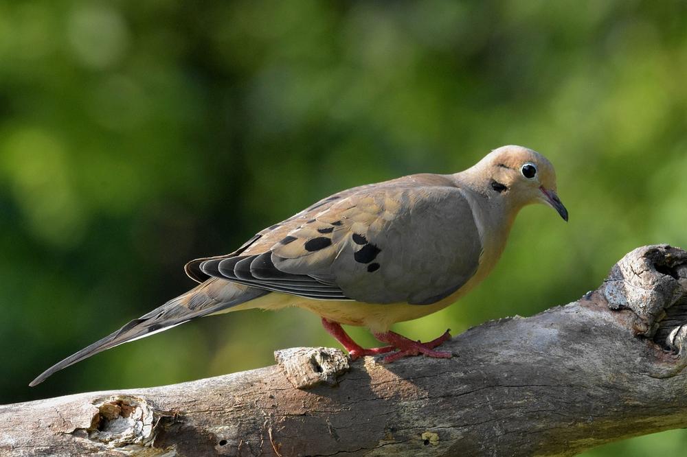 Understanding Mourning Dove Symbolism