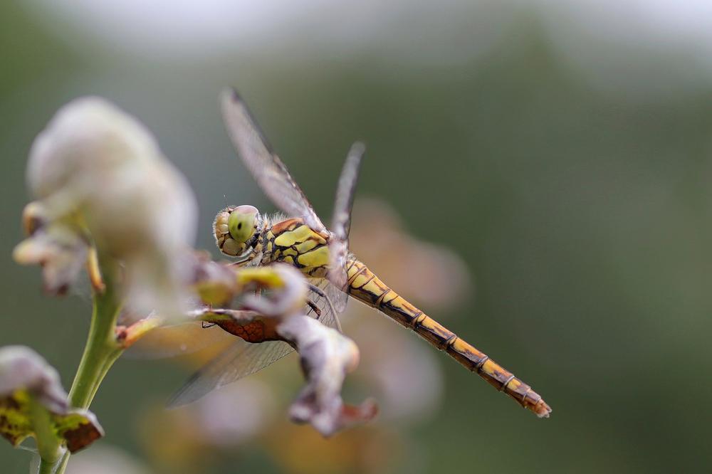 Unveiling the Profound Spiritual Meanings of Dragonflies