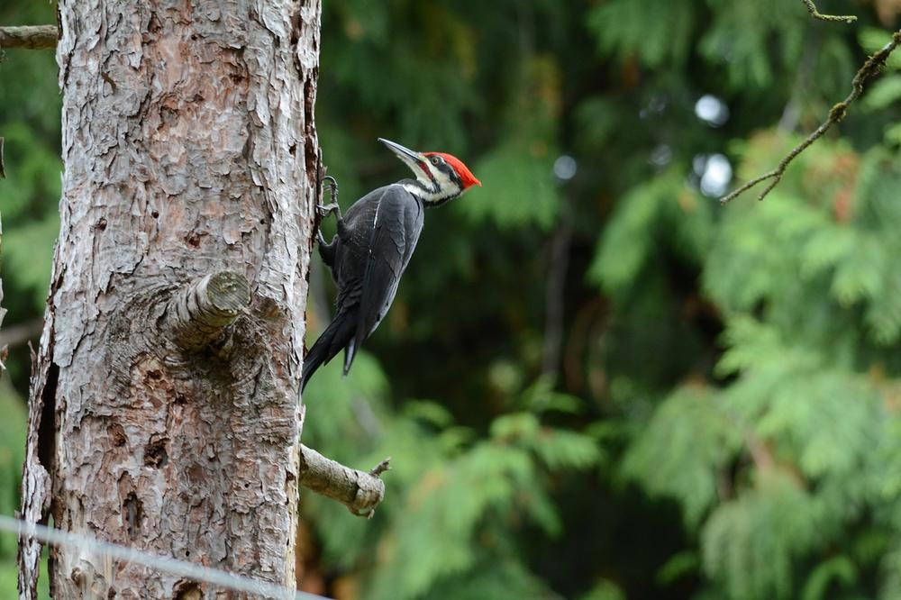 The Symbolic Significance of Spotting a Woodpecker
