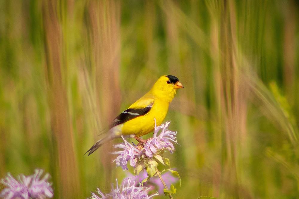 The Symbolic Power of Yellow Finches
