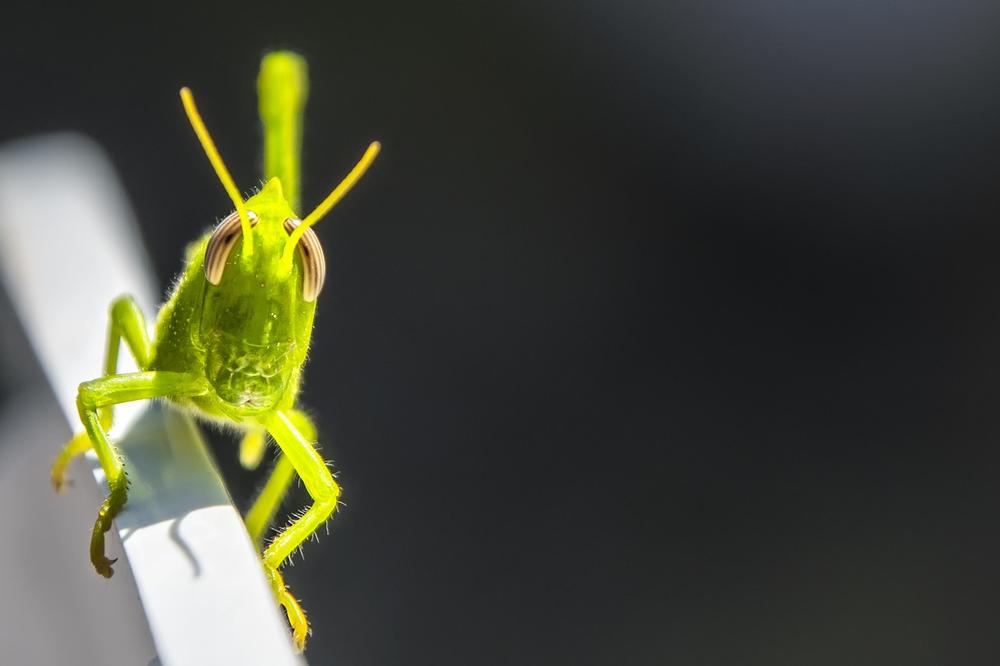 Grasshoppers as Symbolic Figures in Global Cultures