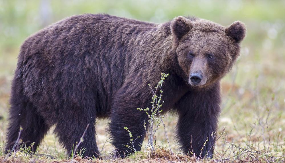 Grizzly Bear as a Guardian and Protector