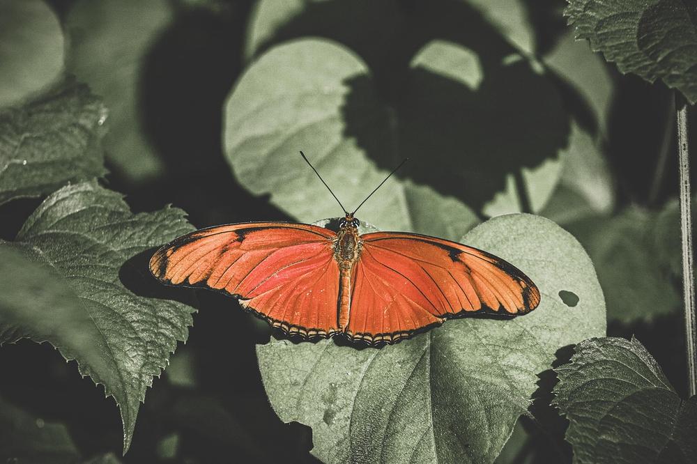 Understanding the Spiritual Meaning of Butterfly Encounters