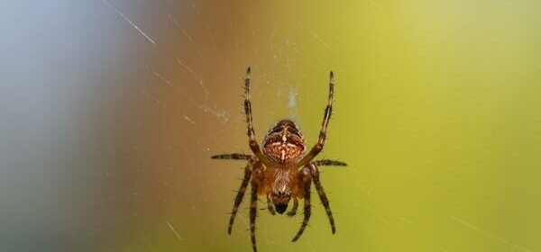 What Is the Spiritual Meaning of Seeing Spiders