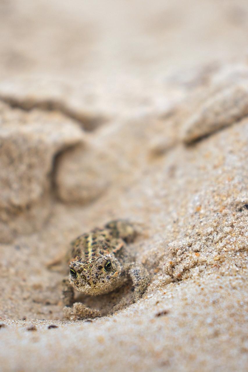 Exploring the Symbolic Significance of Dreaming About Green Frogs