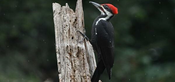 What Is the Spiritual Meaning of a Pileated Woodpecker
