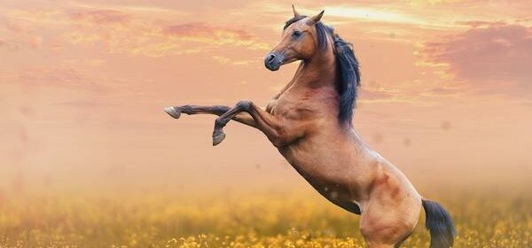 Spiritual Vision of a Horse