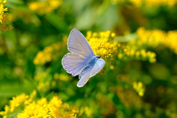 What Is the Spiritual Meaning of a Silver Butterfly