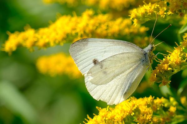 What Is the Spiritual Meaning of Seeing a White Butterfly