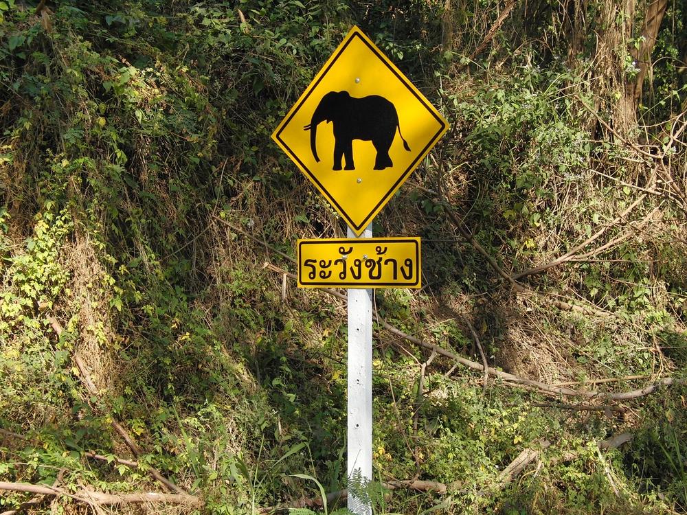 Elephant Symbolism & Spiritual Meanings