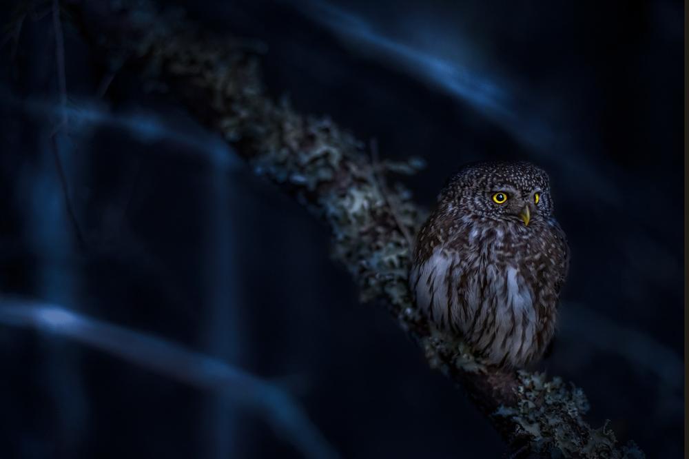 Owls in Different Cultures and Religions