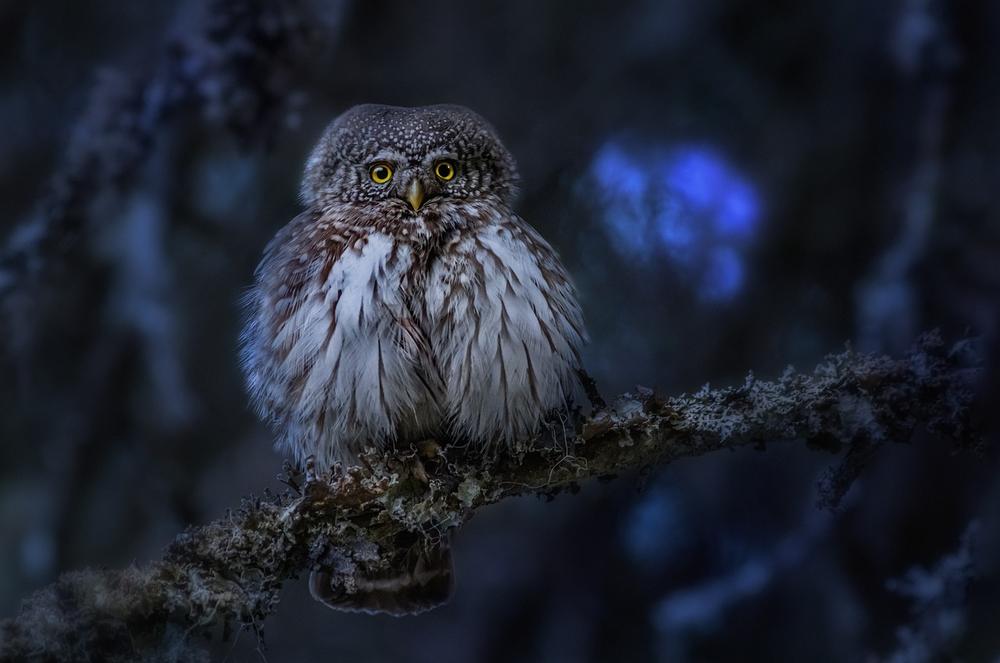 Decoding the Profound Significance of Spotting an Owl